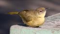 Yellow-bellied Greenbul.jpg